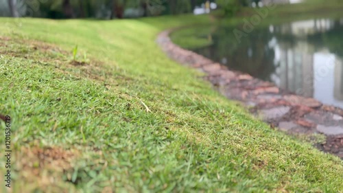 Grass and Flowers on Lake