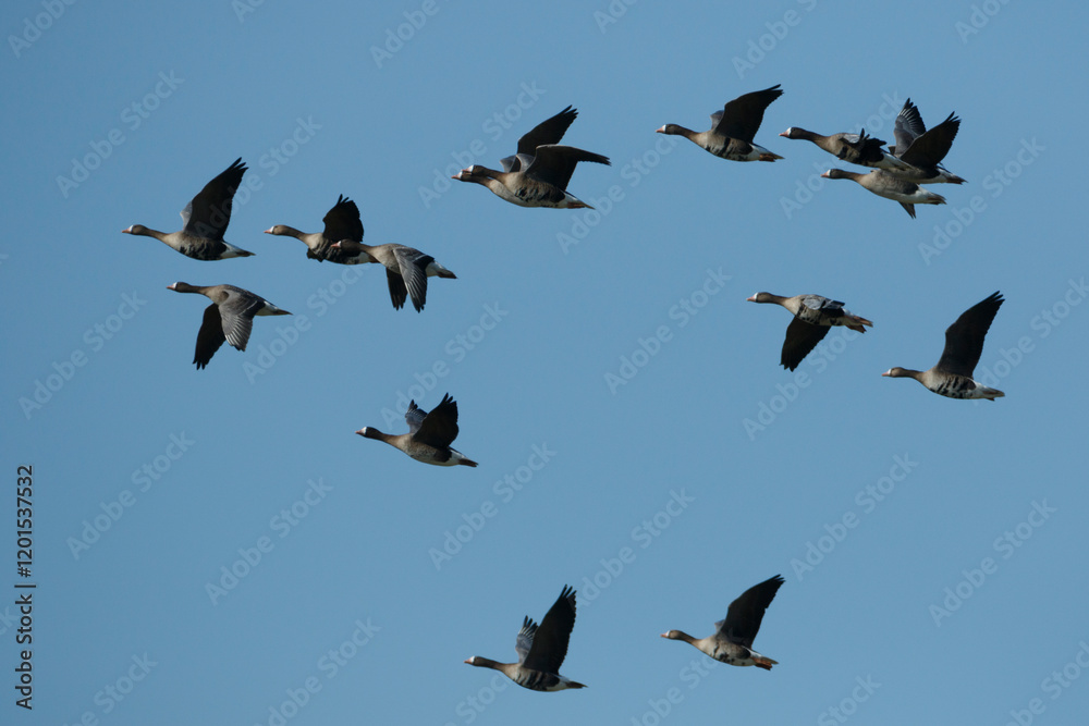 Flock of migrating birds soaring across a clear blue sky during the late afternoon in autumn Flock of migrating birds soaring across a clear blue sky during the late afternoon in autumn