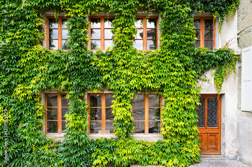 Ivy-covered building with wooden windows in Fribourg, Switzerland