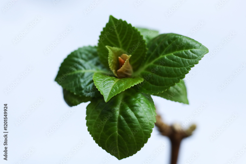 Young green plant on a white background. Shallow depth of field. Young green plant on a white background. Shallow depth of field.