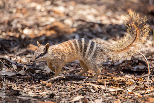 Numbat photo