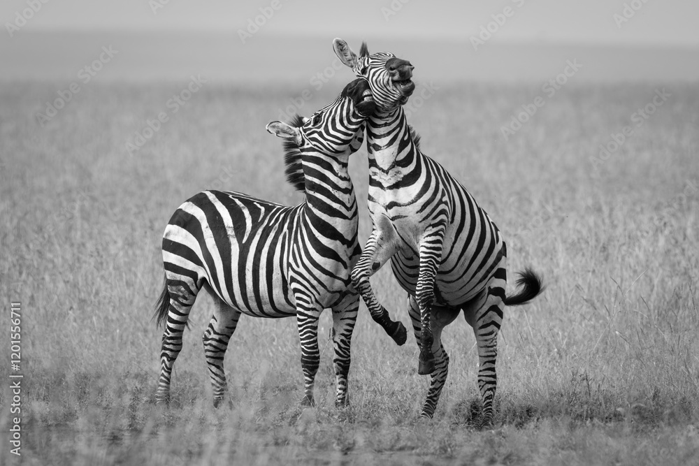 Obraz premium Mono plains zebra biting another jumping up