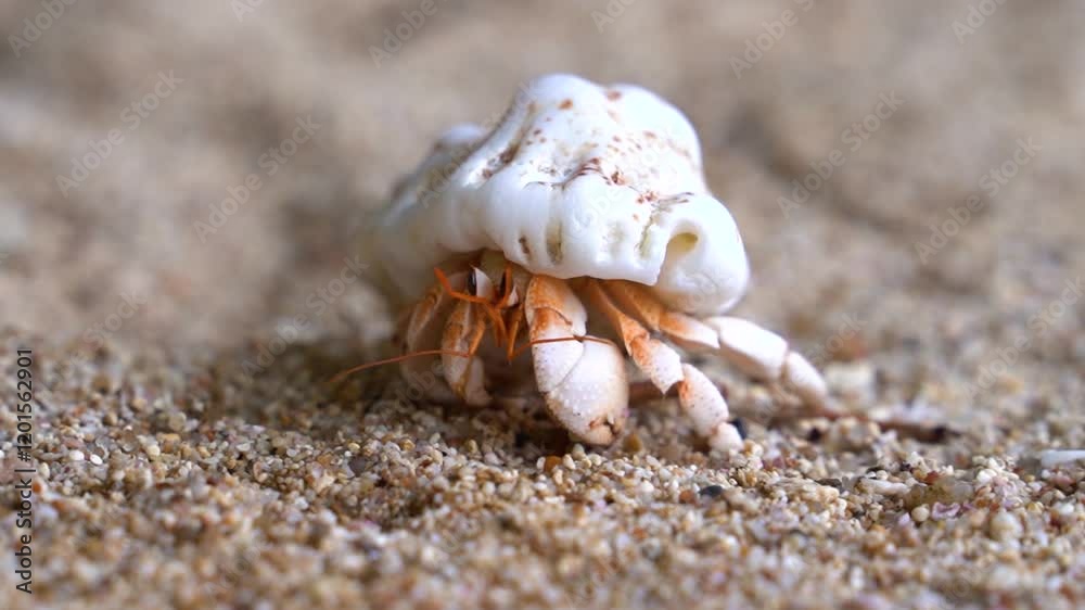 Strawberry hermit crab turning facing the camera, close up, shallow focus. close to ground. Strawberry hermit crab turning facing the camera, close up, shallow focus. close to ground.