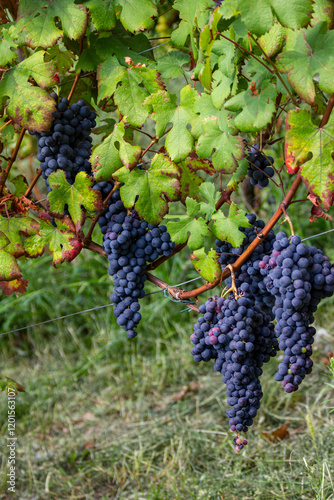 Dolcetto grapes ripen on the vine amidst thick green leaves in an Italian vineyard. These grapes are used to produce fine Italian red wine.