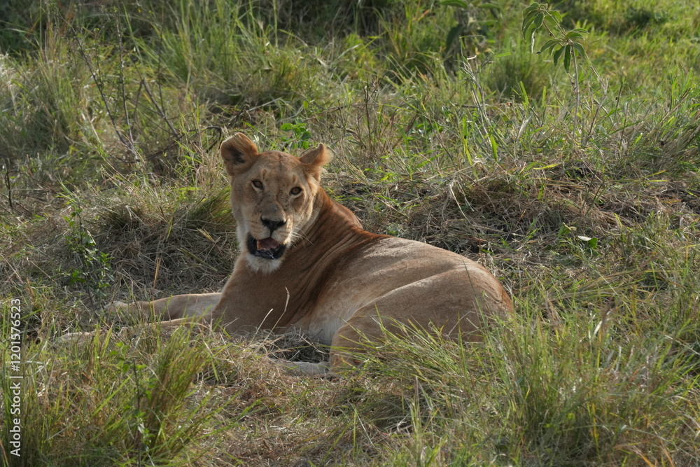 A female lion rests gracefully on the vast savanna of Maasai Mara, Kenya, exuding a sense of calm and quiet strength. A female lion rests gracefully on the vast savanna of Maasai Mara, Kenya, exuding a sense of calm and quiet strength.