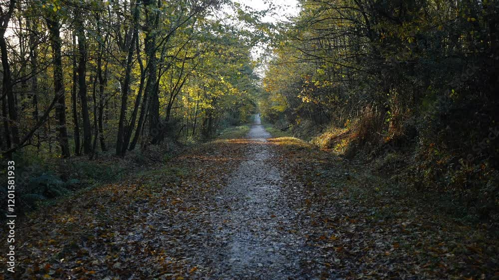 A path through a forest with leaves on the ground. The path is empty and the leaves are scattered