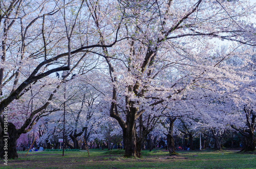 春の訪れを告げる桜前線の公園 春の訪れを告げる桜前線の公園
