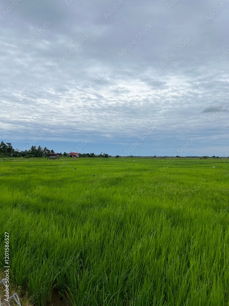Fototapeta premium Green paddy field