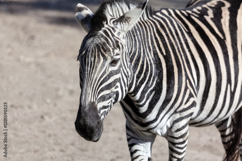 Zebra showcasing its distinct black and white stripes. The zebra is positioned on sandy ground, with its unique pattern and facial features prominently displayed