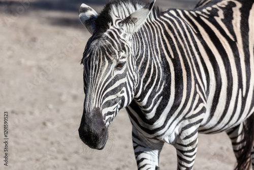 Obraz na płótnie Zebra showcasing its distinct black and white stripes. The zebra is positioned on sandy ground, with its unique pattern and facial features prominently displayed w salonie