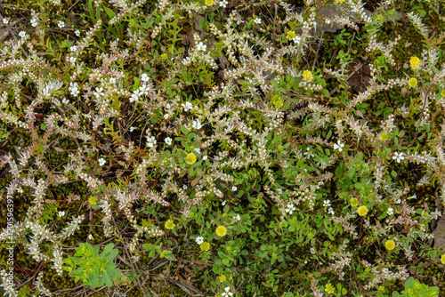 Sedum pluchellum, glade stone crop, Arenaria patula, glade sandwort, and a yellow trefoil growing in the cedar glades of middle Tennessee. photo