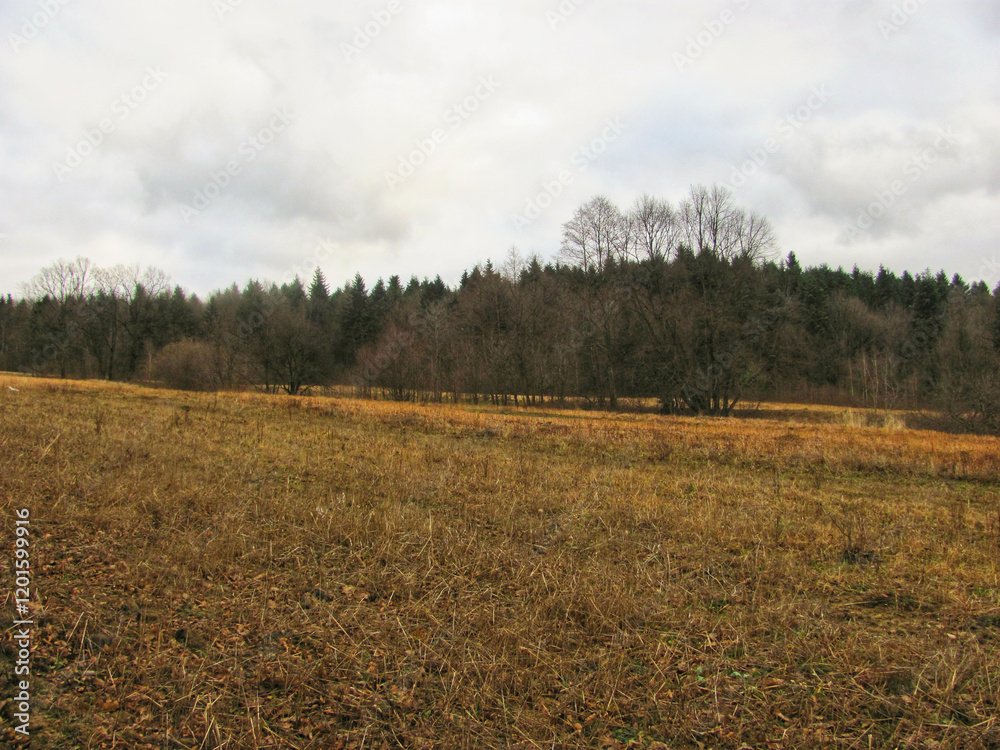 A harvested field in autumn with a forest in the background A harvested field in autumn with a forest in the background