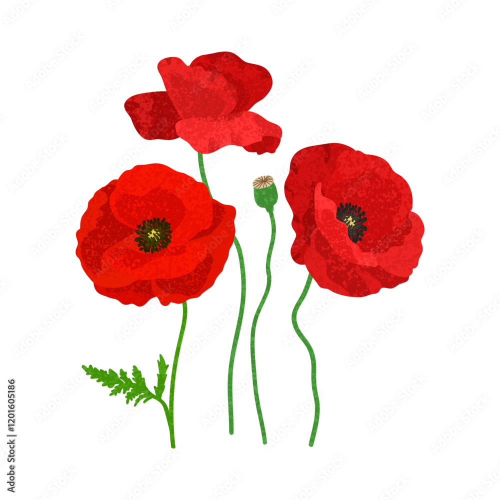 Fototapeta premium Vector Colorful Illustration of Red Poppies Flowers Isolated on White Background