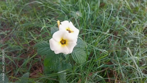 turnera subulata - or what is called the eight o'clock flower, of also known as Bunga Pukul Delapan in Indonesia. photo