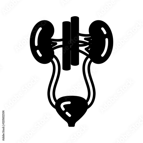 Urinary System Glyph Icon, Vector illustration