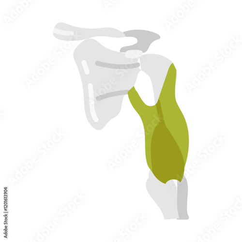 Triceps Muscles Flat Icons, Vector illustration