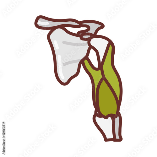 Triceps Muscles Filled Icons , Vector illustration