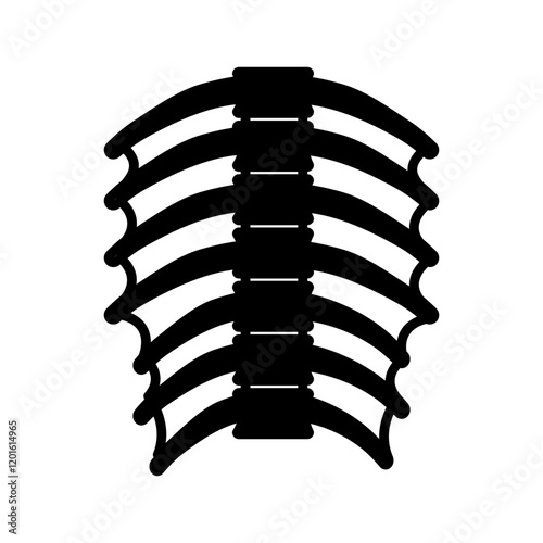 Thoracic Muscles Glyph Icon, Vector illustration
