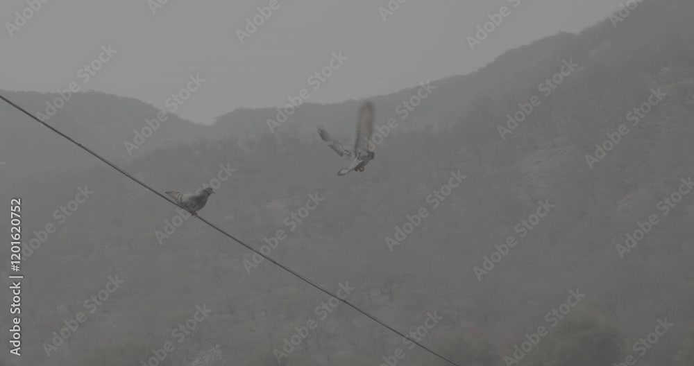 Ungraded C LOG 2 Pigeons Sitting On Wire. Maota Lake In Background. Forested Hill Promontory That Juts Into Maota Lake Near Town Of Amer. Pigeon Take Off In Slow Motion. Nature of India. Travel To