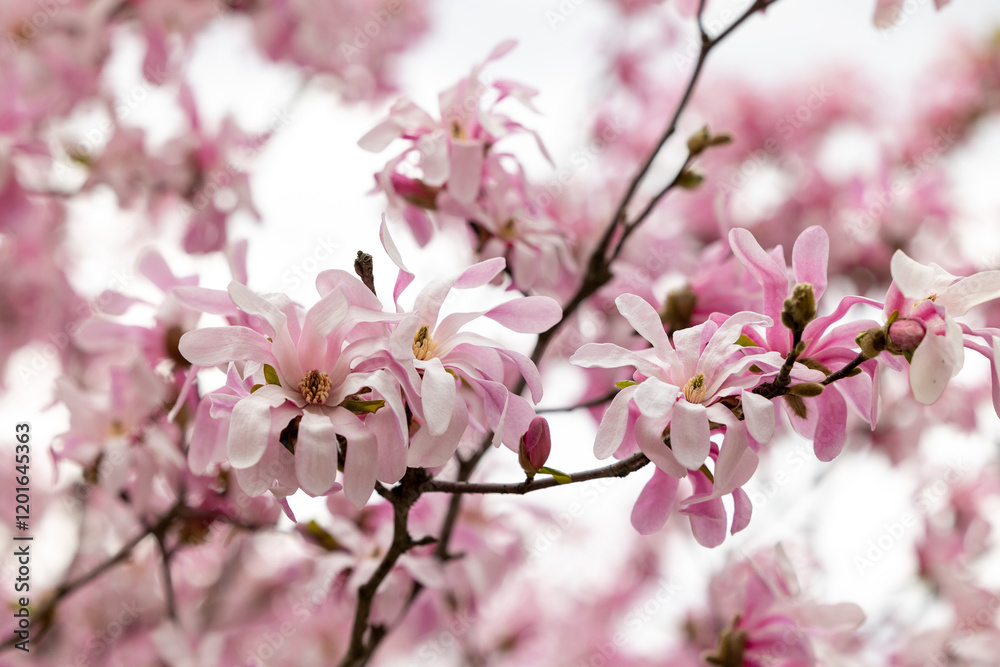 Branch of blooming magnolia tree with pink flowers Branch of blooming magnolia tree with pink flowers