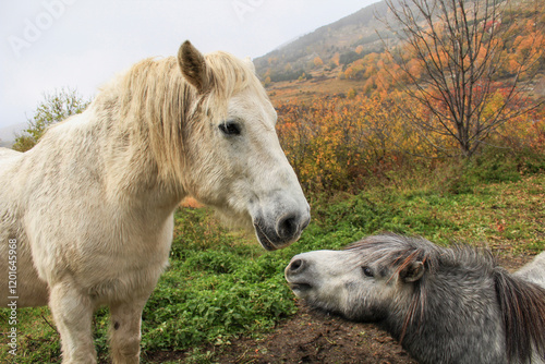 Chevaux en montagne 1