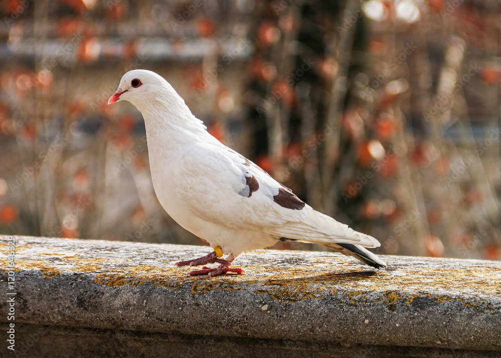 Obraz premium Pigeon en ville 3