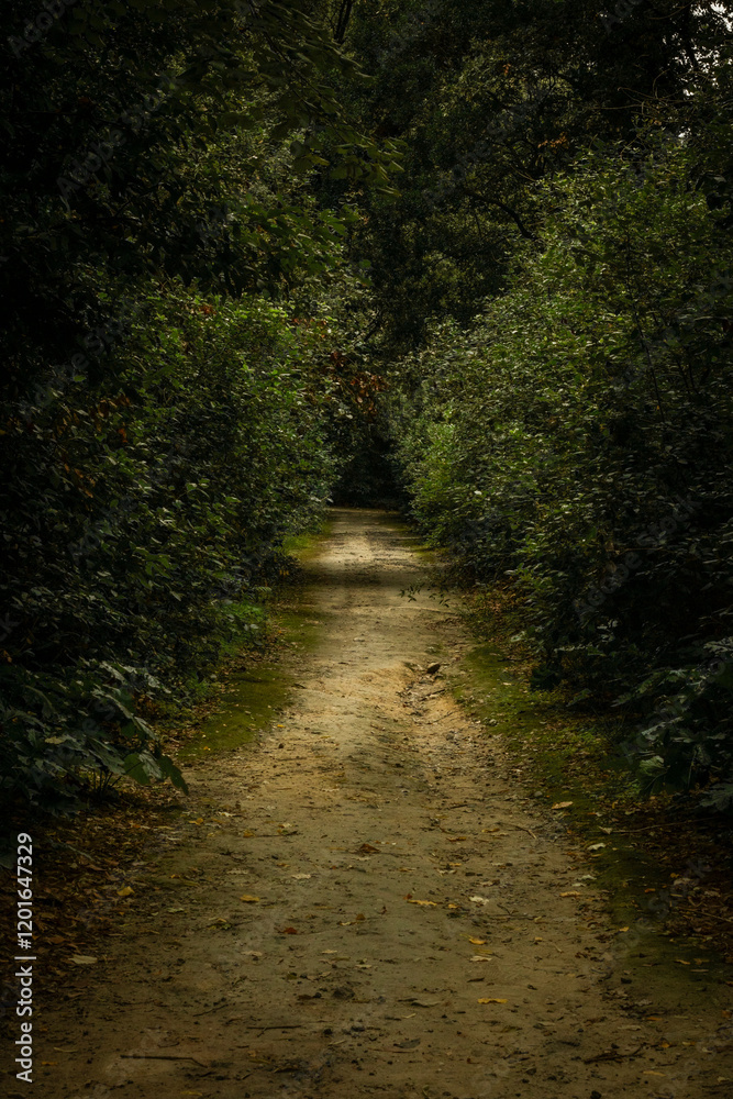 Fototapeta premium Chemin en foret 