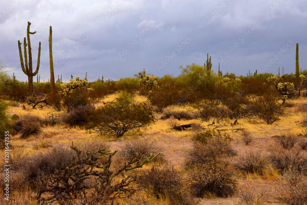 Winter Clouds Over Central Sonora Desert Arizona Winter Clouds Over Central Sonora Desert Arizona