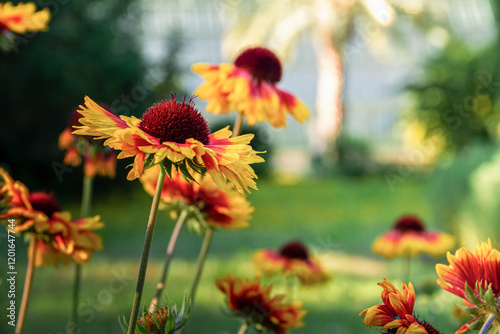 Fleurs orange et rouge photo