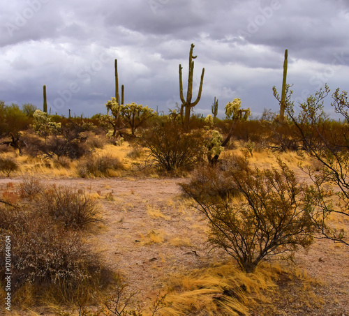 Winter Clouds Over Central Sonora Desert Arizona photo