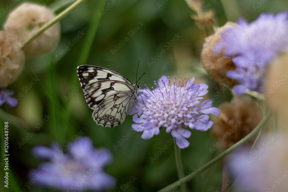 Obraz premium Papillon sur fleur violette 