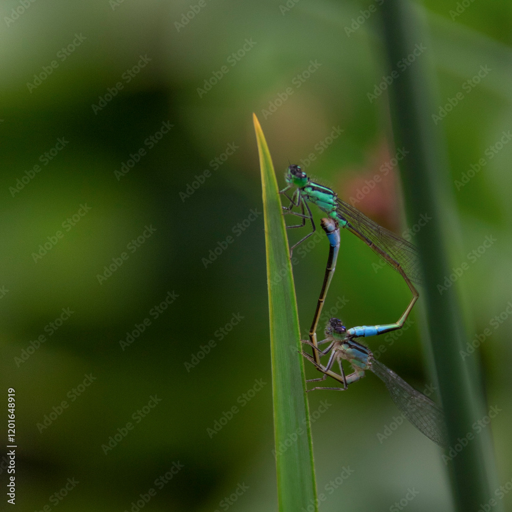 Accouplement libellule bleu et verte Accouplement libellule bleu et verte