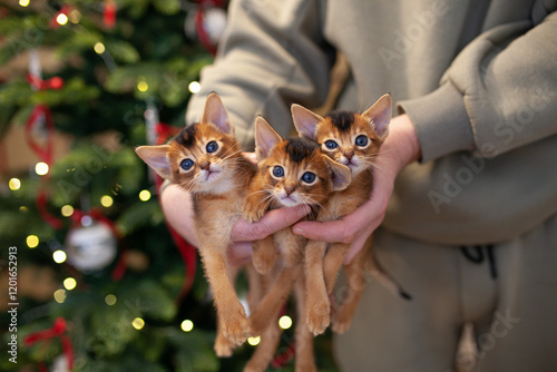 Bunch of  abyssinian ruddy kittens in man's hands, christmas tree on a background. Pets care. Positive emotions. Selective focus. photo