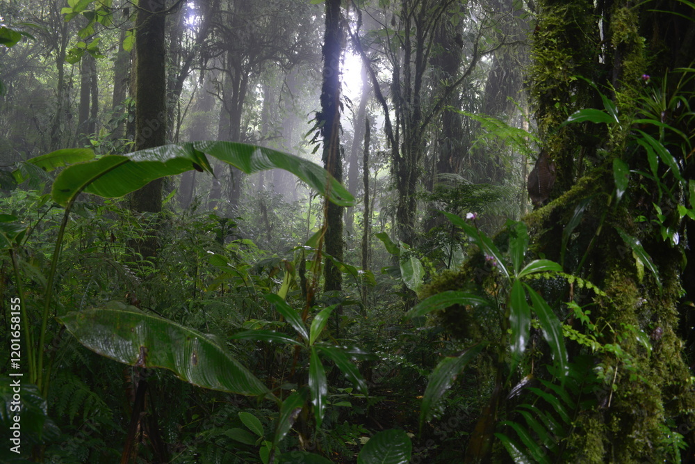 Fototapeta premium Tropical rain forest in Costa Rica