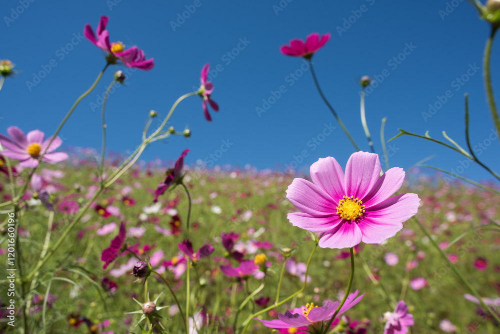 青空の下のピンクのコスモスの花 青空の下のピンクのコスモスの花