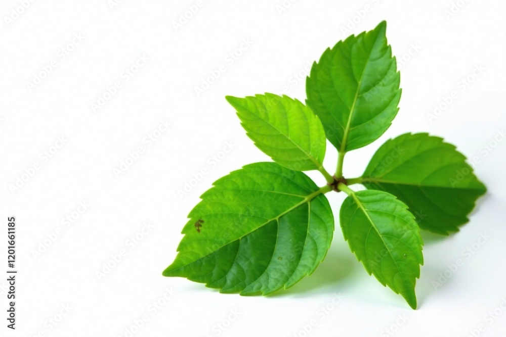 Fresh curry leaves Murraya koenigii isolated on white background, curry leaves, green leaf Fresh curry leaves Murraya koenigii isolated on white background, curry leaves, green leaf