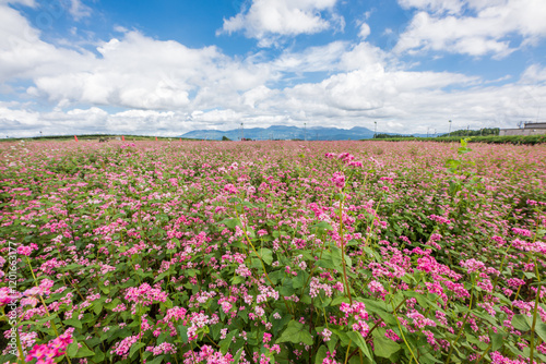 雲の浮かぶ空の下の赤いソバ畑