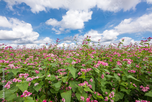 雲の浮かぶ空の下の赤いソバ畑