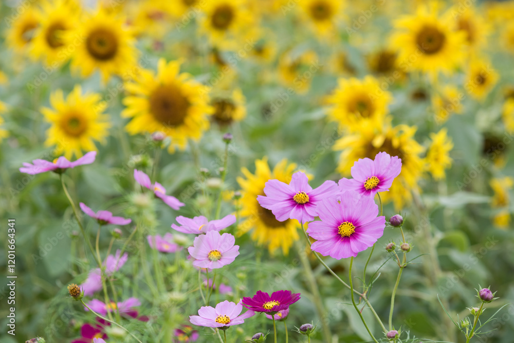 ヒマワリ畑をバックにピンクのコスモスの花