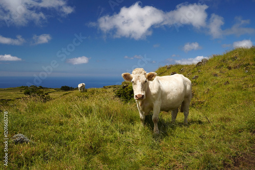 Two white cows graze on the green ecological pasture of the volcanic island of Picona Azores