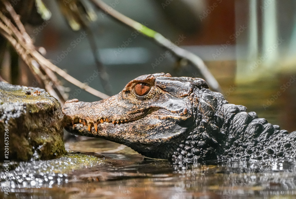 Fototapeta premium Portrait of an alligator. Animal in close-up. 