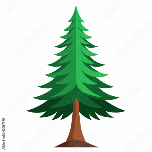 douglas fir tree isolated on white