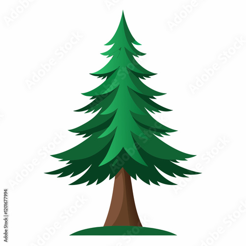 douglas fir tree isolated on white