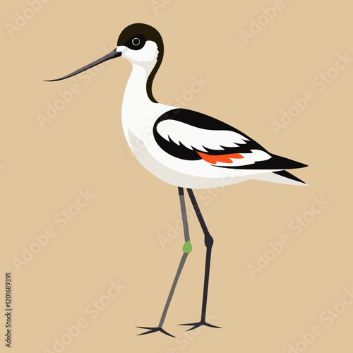 illustration of a pied avocet