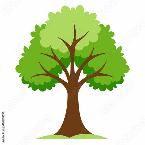 tree isolated on white sycamore