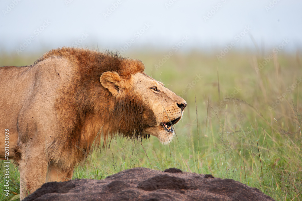 Obraz premium Brüllender männlicher Löwe in afrikanischer Wildnis