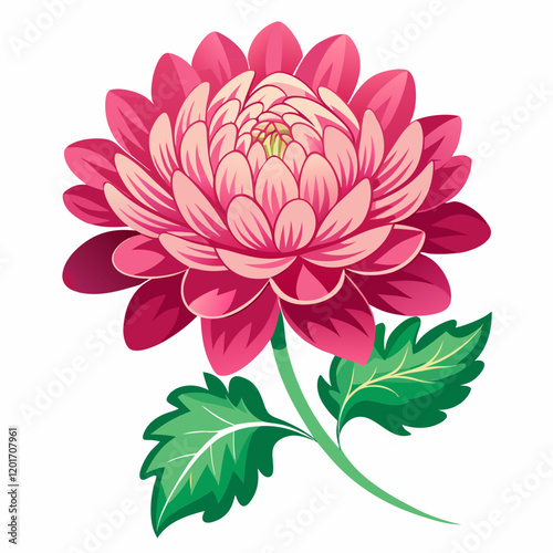 Chrysanthemum Blossom Outline with White Background