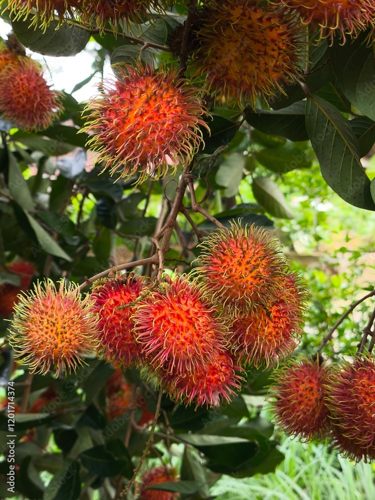 Rambutan Fruits on Tree Branch with Green Leaves in Natural Setting Rambutan Fruits on Tree Branch with Green Leaves in Natural Setting