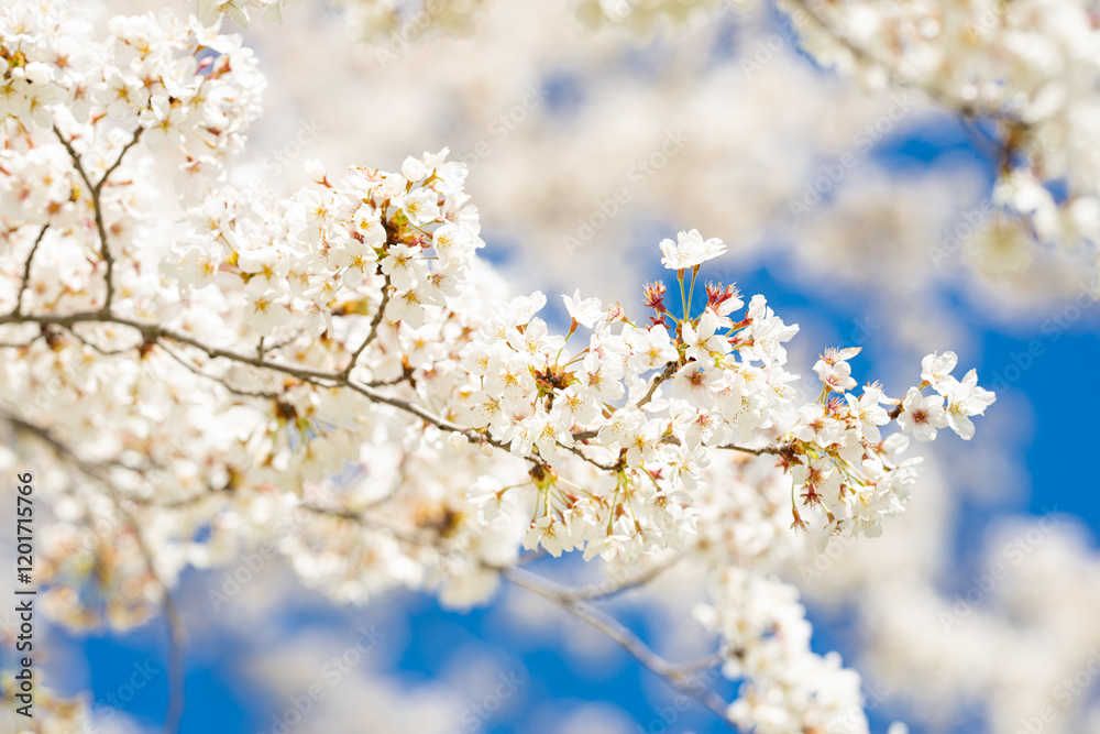 White blossom flower pattern. Flower pattern for spring background. Nature background. Flower pattern. Flower pattern design. White blossom flower pattern. Flower pattern for spring background. Nature background. Flower pattern. Flower pattern design.