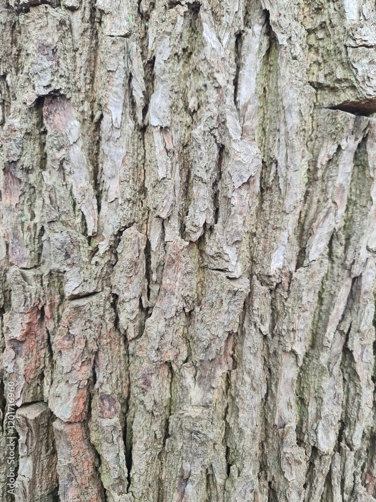 minimalistic background / wall paper design - close up photography of wood bark minimalistic background / wall paper design - close up photography of wood bark
